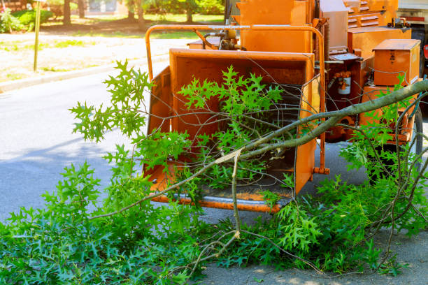 Professional Tree Removal in Malverne, NY