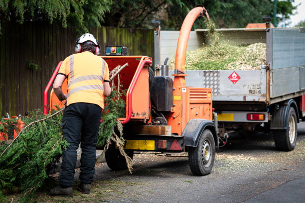 Tree and Shrub Care in Malverne, NY