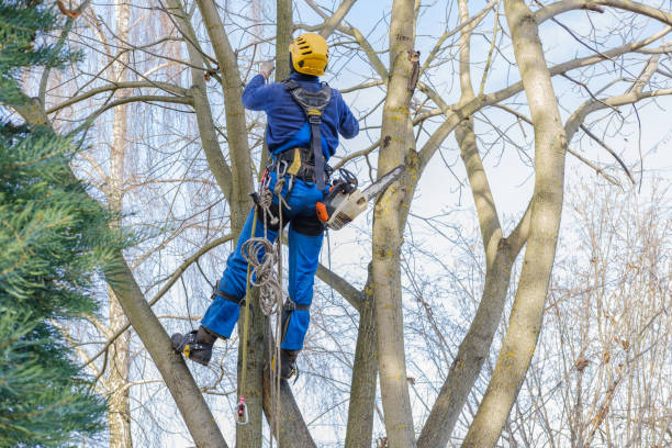 Leaf Removal in Malverne, NY